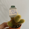 100% Calm Sticker